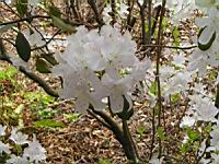 Rhododendron davidsonianum (fam. Ericacees) (Sichuan) (2) (Photo F. Mrugala)